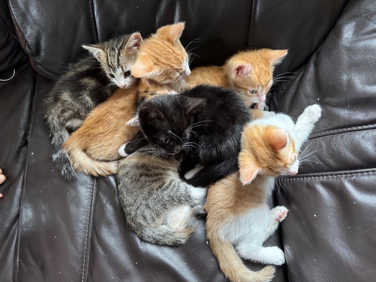 6 beautiful kittens ready to go 