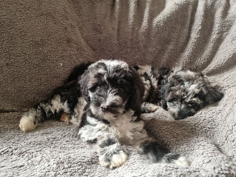 Cockapoo F1b excitable bundles of fun 