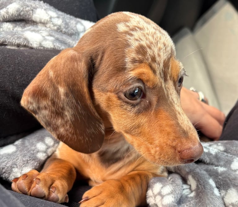 Miniature dachshund 