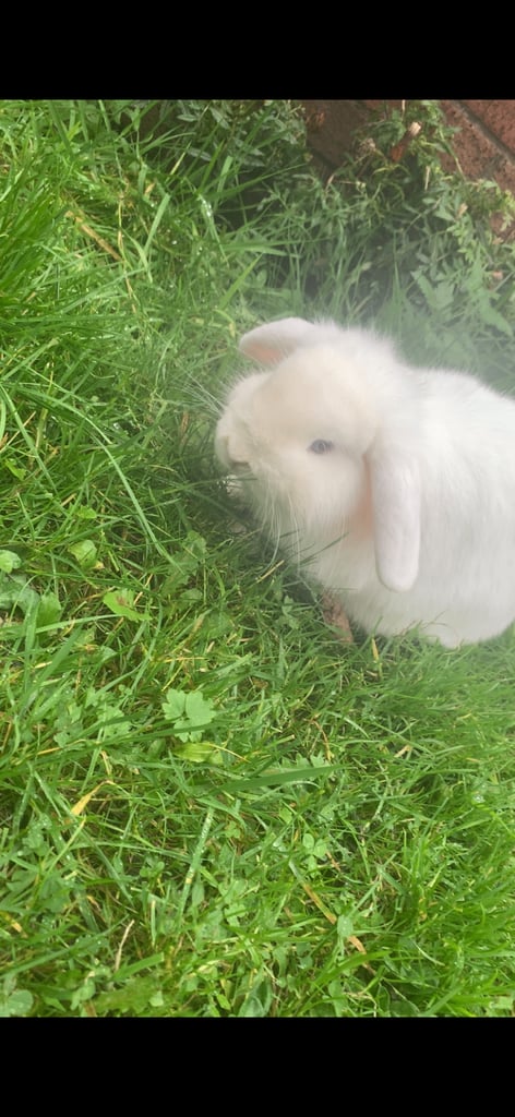 Mini lop rabbit 