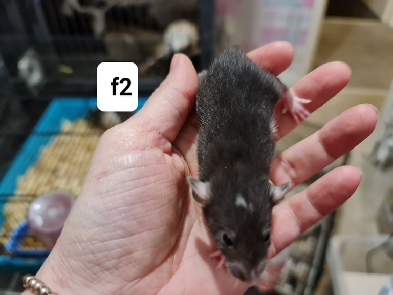 Beautiful baby dumbo rats -will deliver