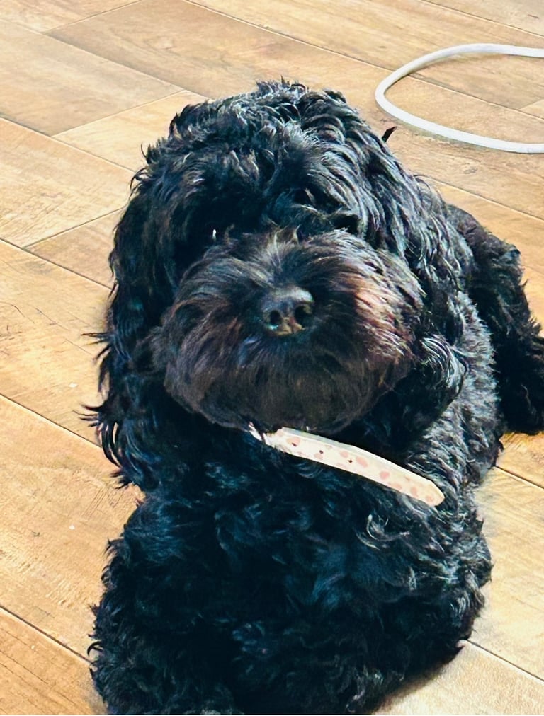 Beautiful Black Female Cockapoo – Loving Family Companion