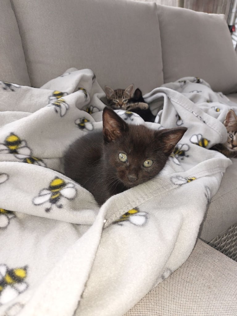4 gorgeous kittens for sale. 