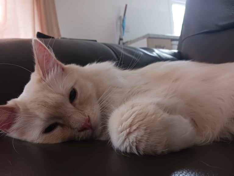 image for Simon - 5 year old Ragdoll Male Neutered