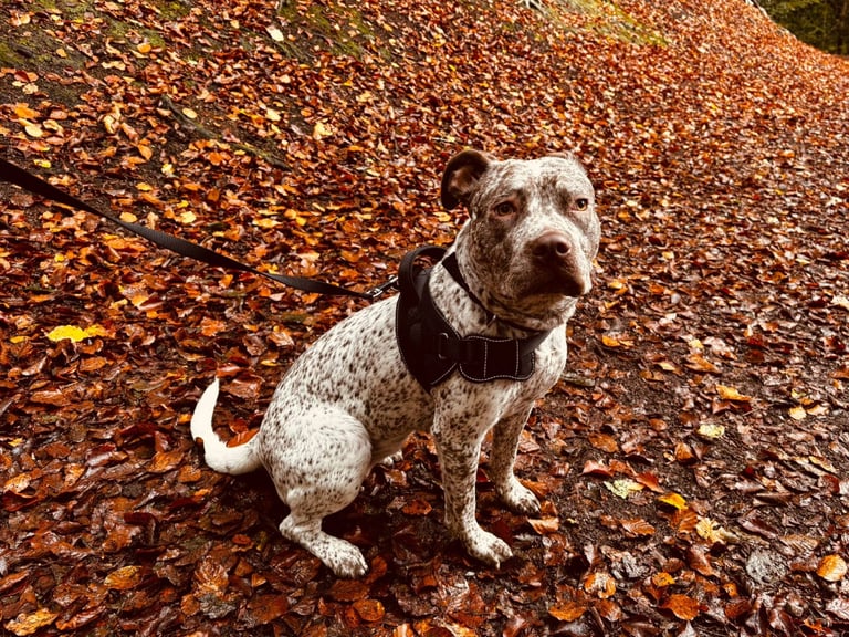 image for 11 month old staff cross boxer