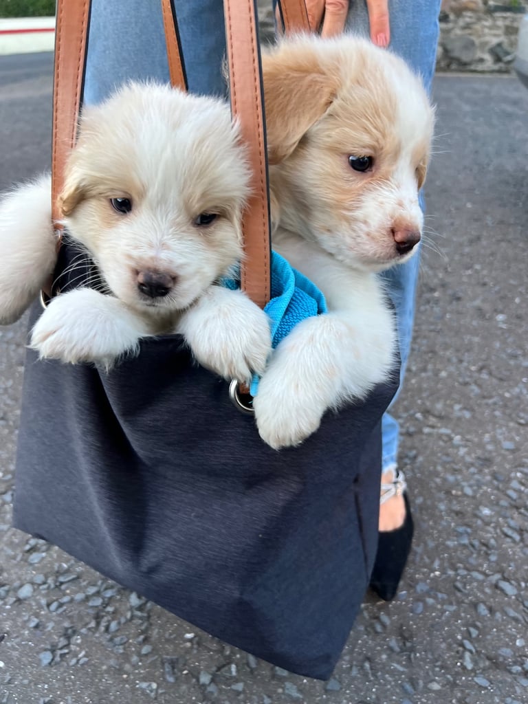 [Last Few] Rare Samshie puppy Litter (Samoyed x Welshie)