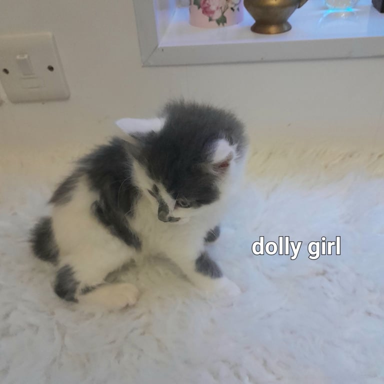  Bi colour white and blue kittens siamese/british shorthair/mix