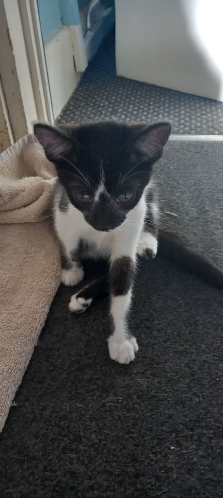 2 Black and white kittens 