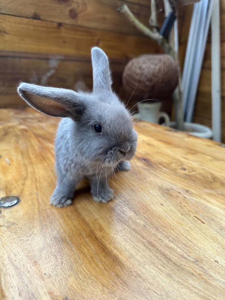 Mini lops,Halosowen