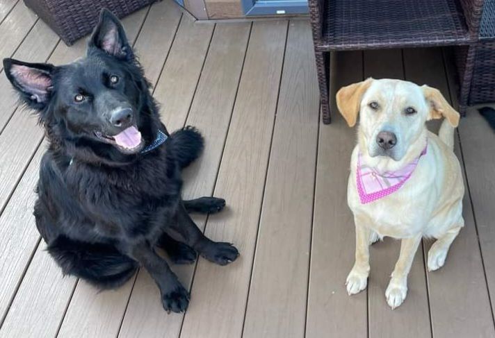 German Shepherd x Labrador puppies