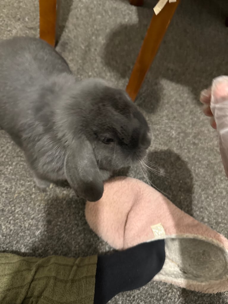 image for Two female rabbits 