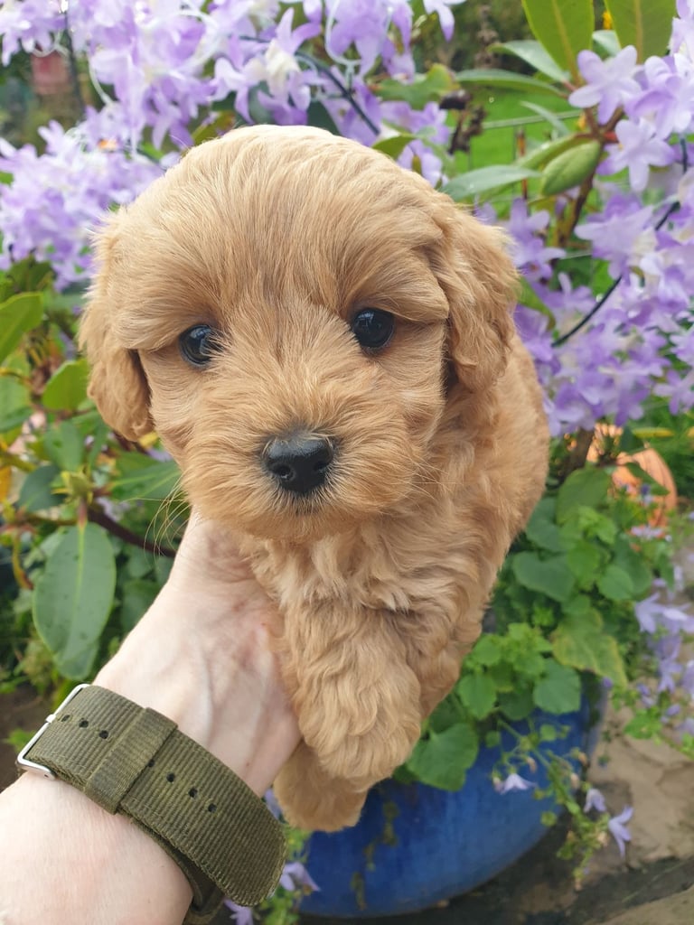 Maltipoo puppies 