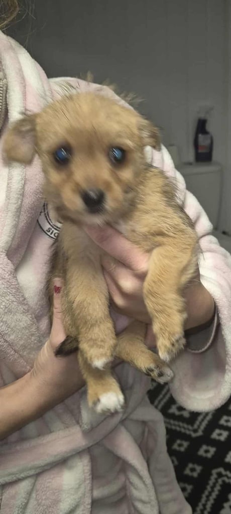 Jack russell/Pomeranian 