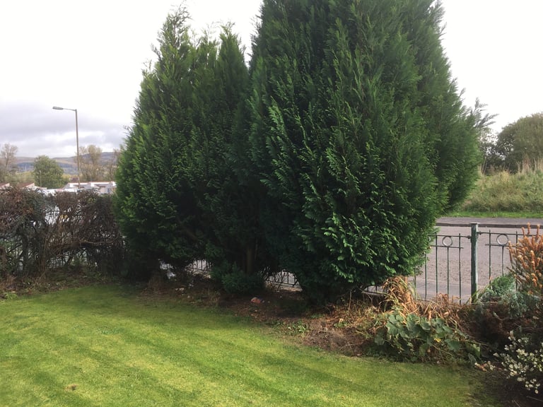 image for Handyman / Gardner required to cut down 2 Leylandi Trees and remove 