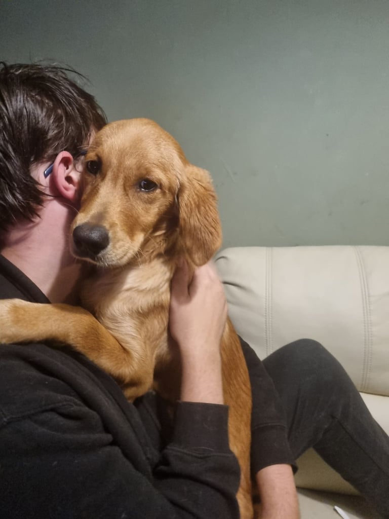 5 month old female golden retriever puppy