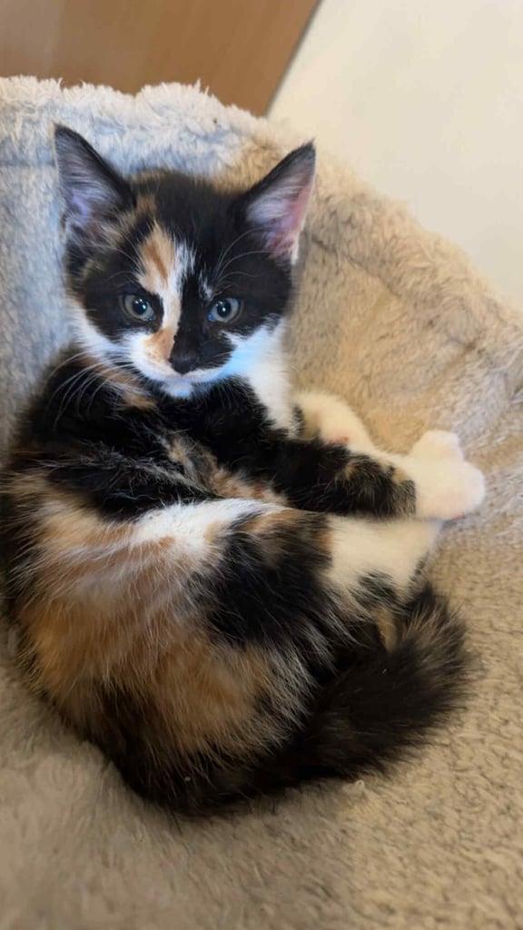 Beautiful kittens