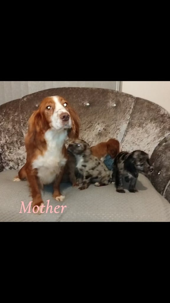 Cocker spaniel puppies 