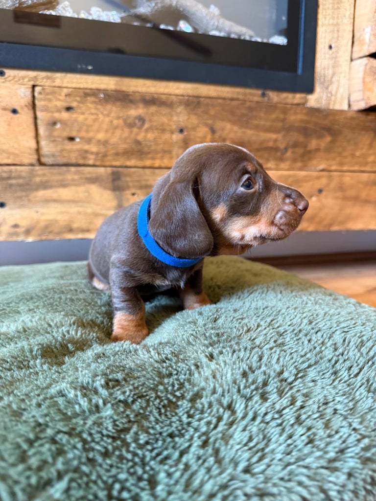 **Ready to leave now** 2 miniature dachshund boys