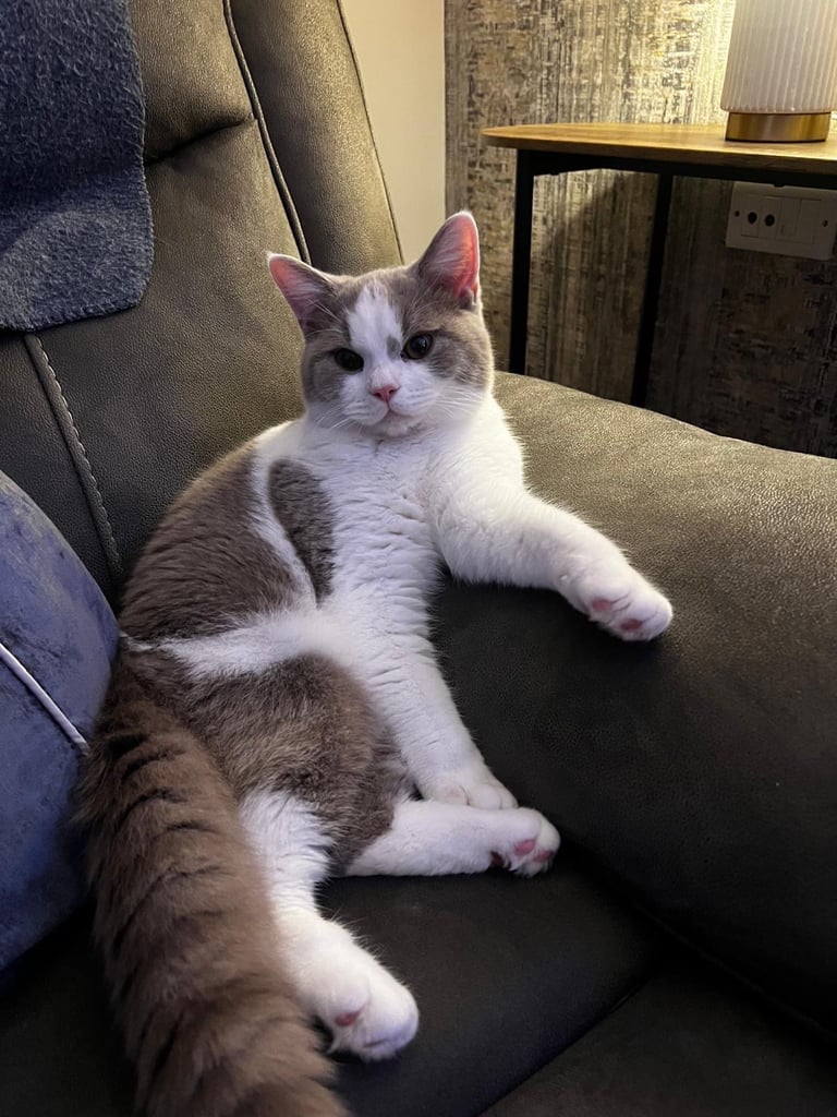🐾 Beautiful British Shorthair Boy – 9 Months Old (Sad Sale) 🐾