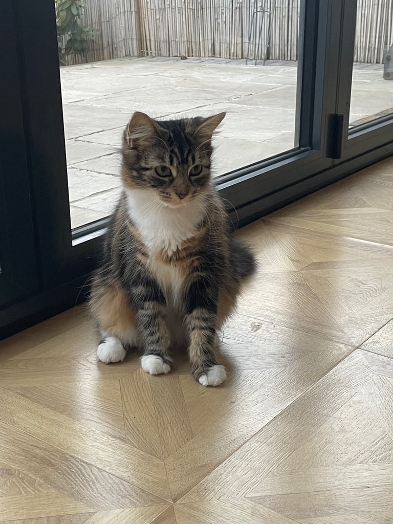 Beautiful European tabby female cat