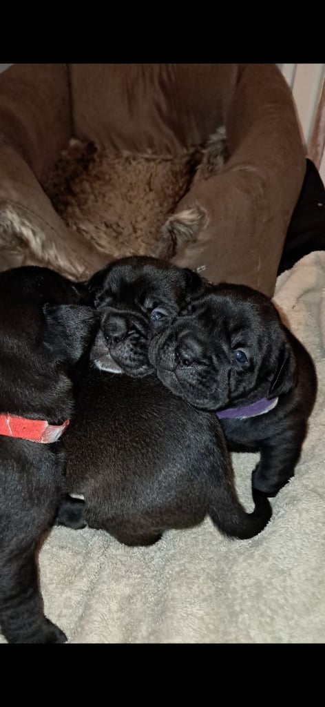Frenchbulldog cross puppies 5 left 