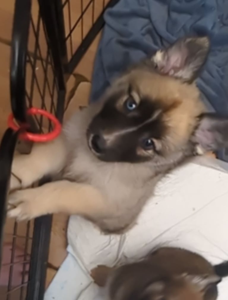 2 Beautiful Bi-eyed-Females available out of 7