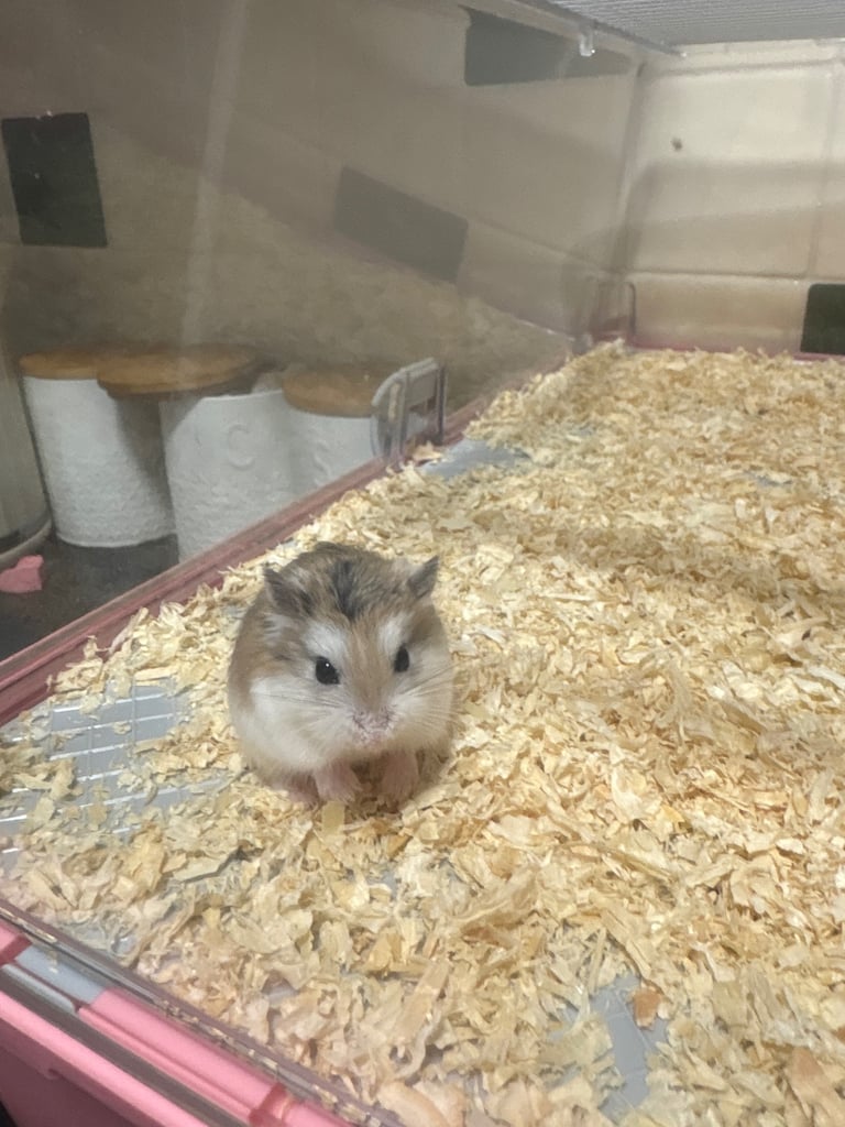 Baby dwarf hamsters 