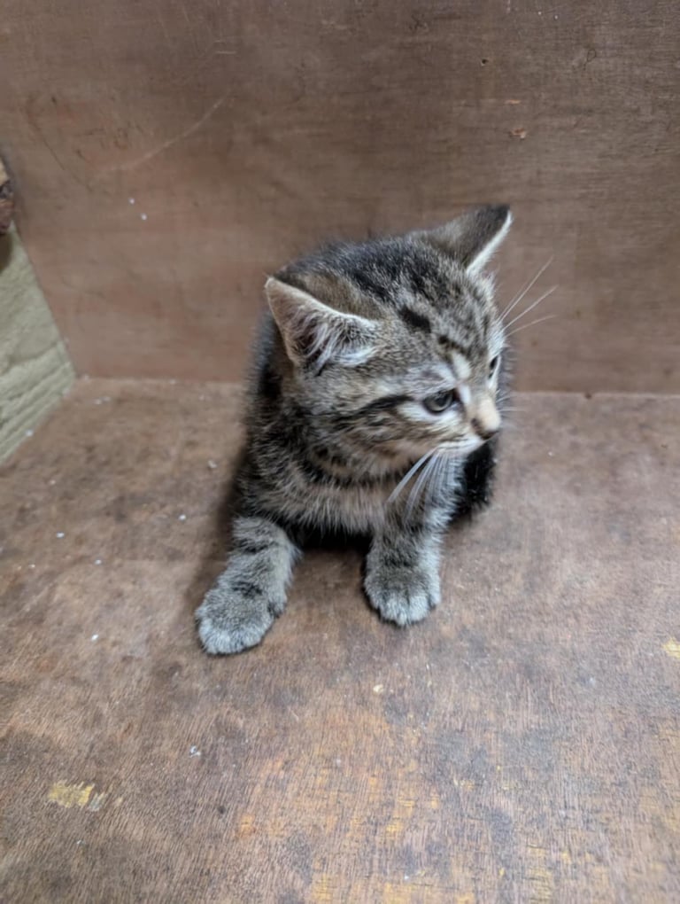 Kittens looking for forever homes 