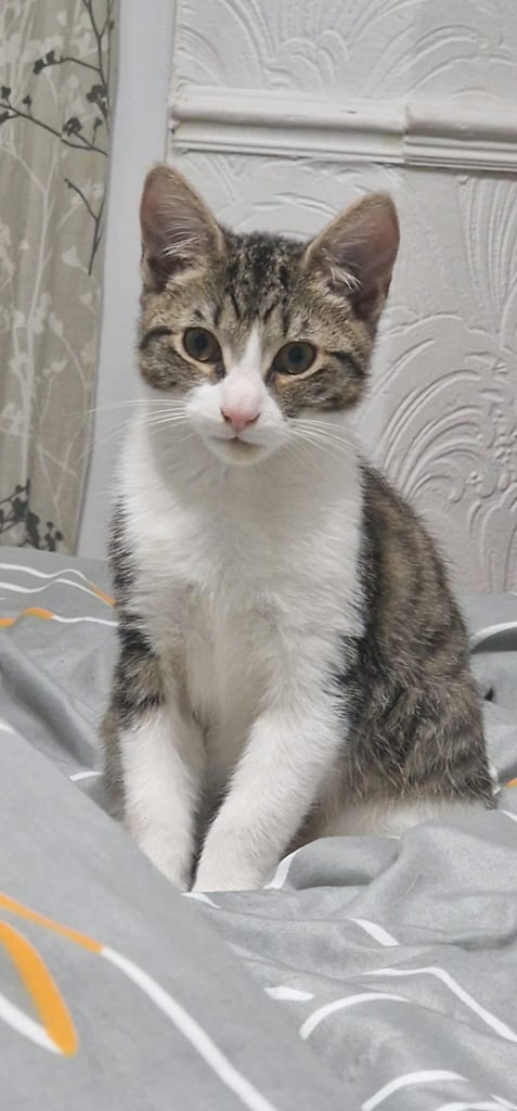 Gorgeous tabby kitten available 