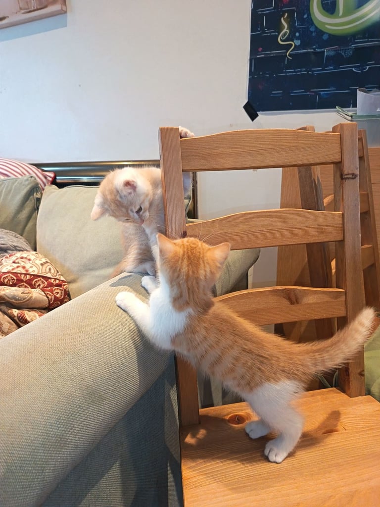 4 cuddly tabby and ginger kittens 