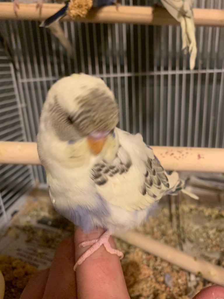 Hand tame budgie & set up 