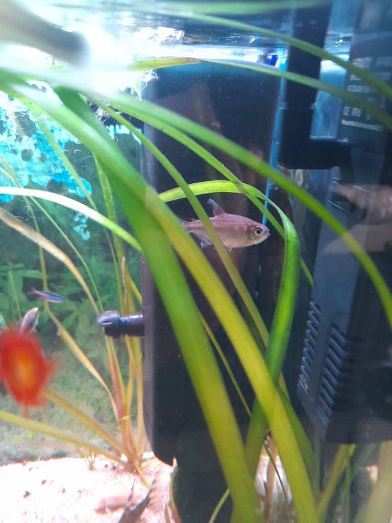 Tropical fish for sale 