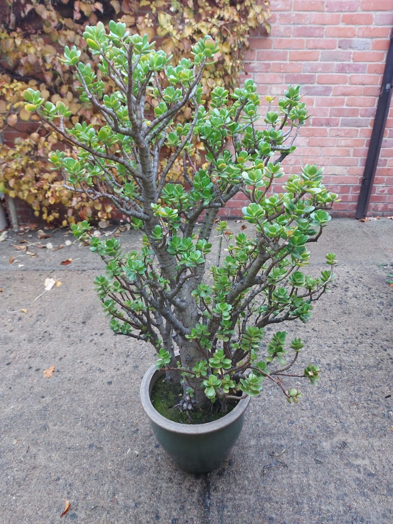 Jade (Money tree) house plant