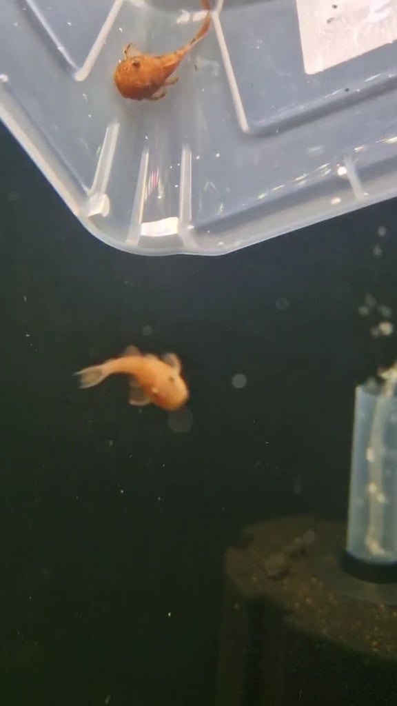 Super Red bristlenose plecos