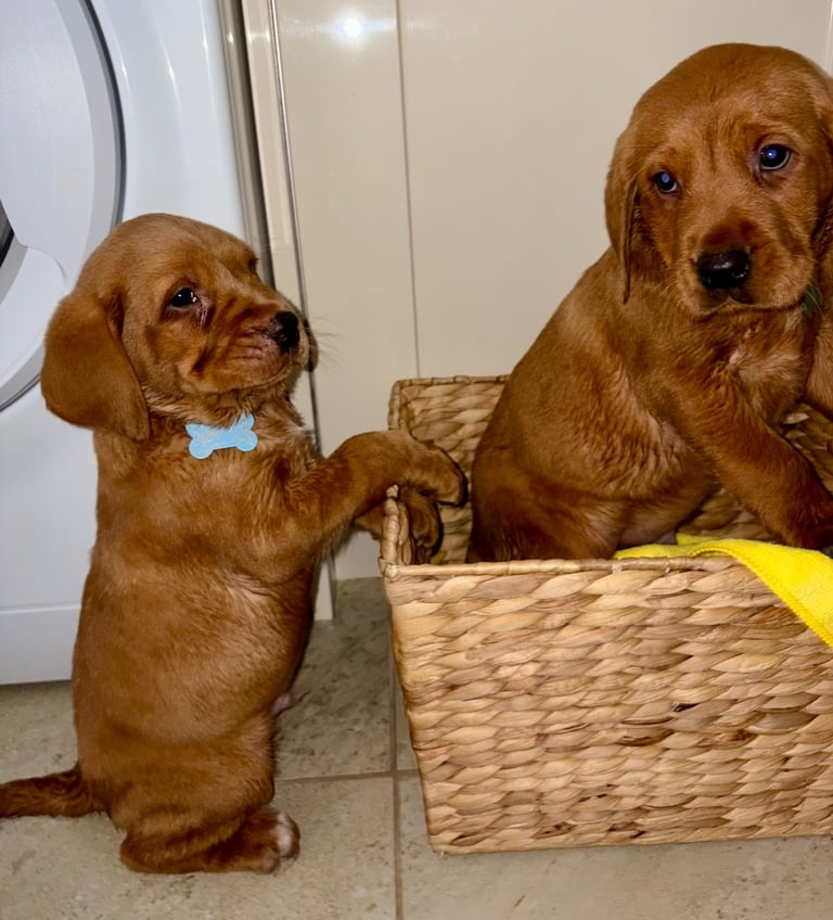 Kc fox red Labrador 1 boy ready now