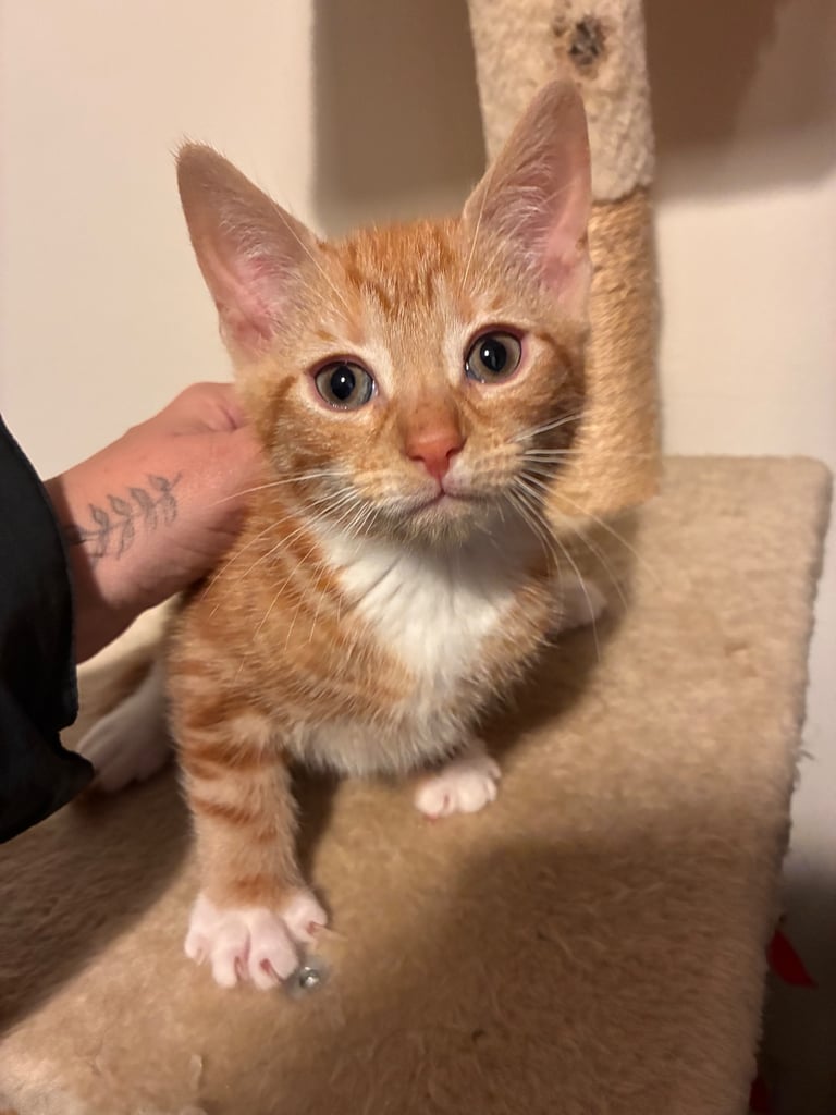 Kittens for sale 