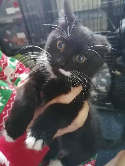 image for Kittens for sale 