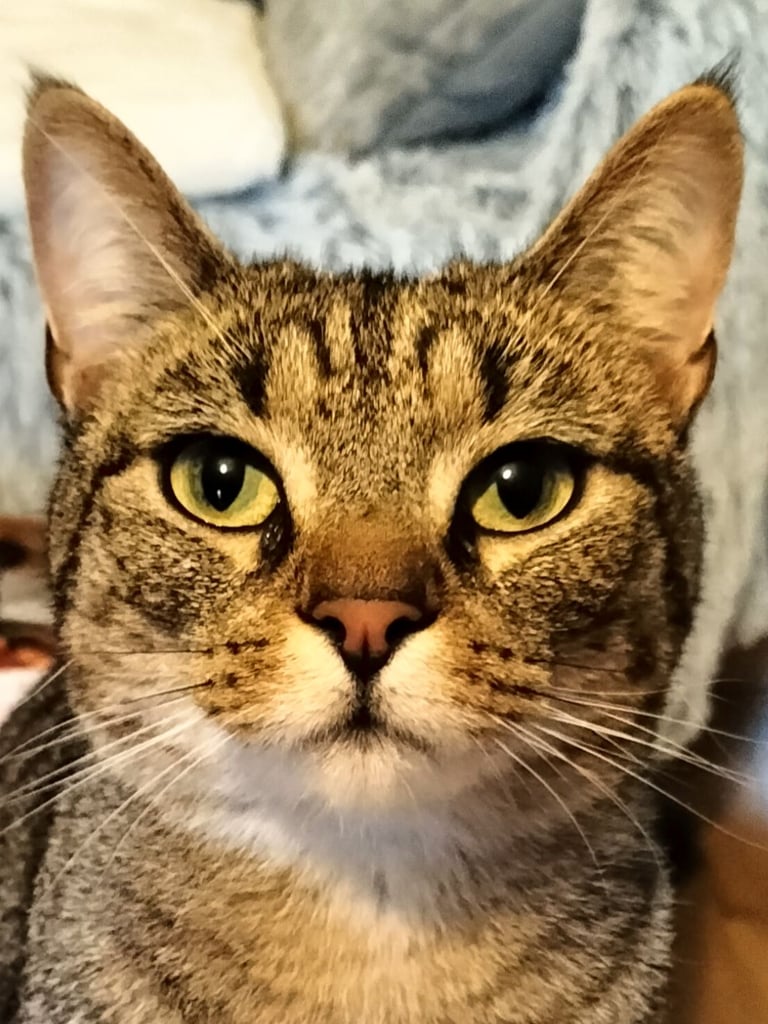 Male 2year tabby neutered good health 