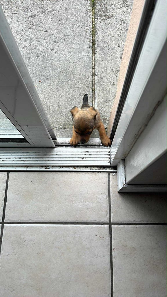 Miniature jack Russell 