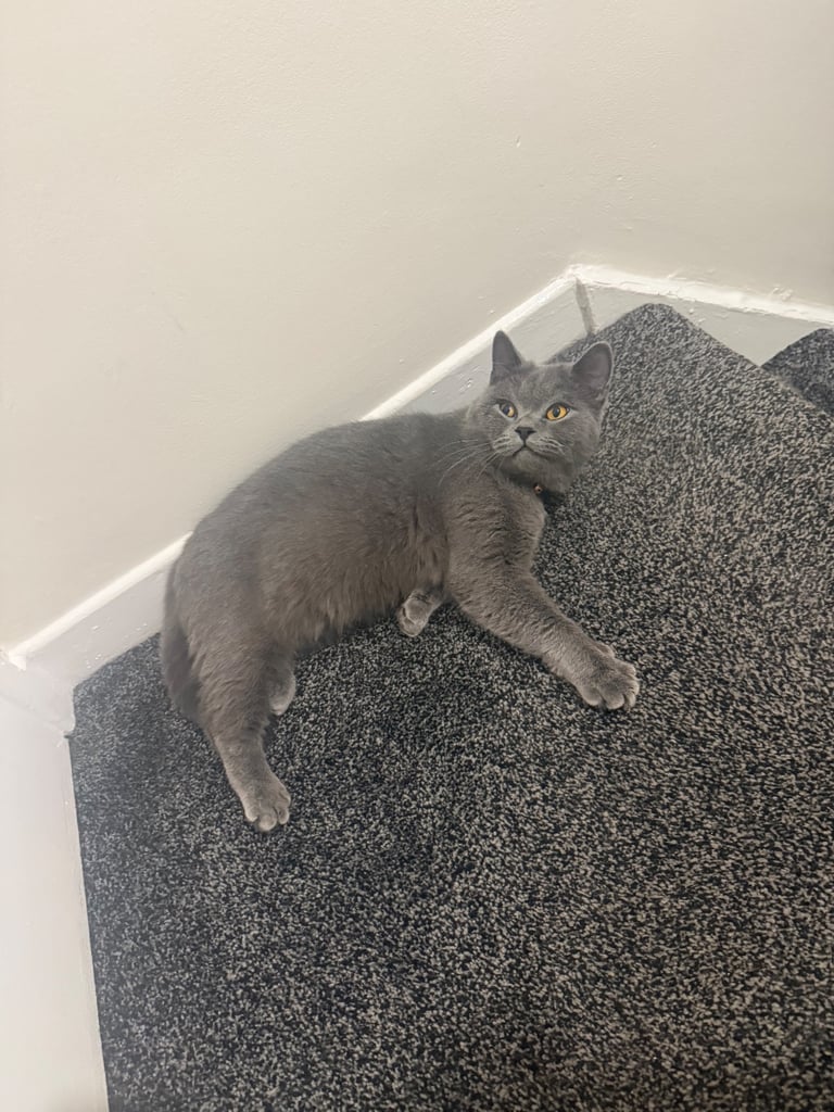 British Shorthair Male 1 years old 