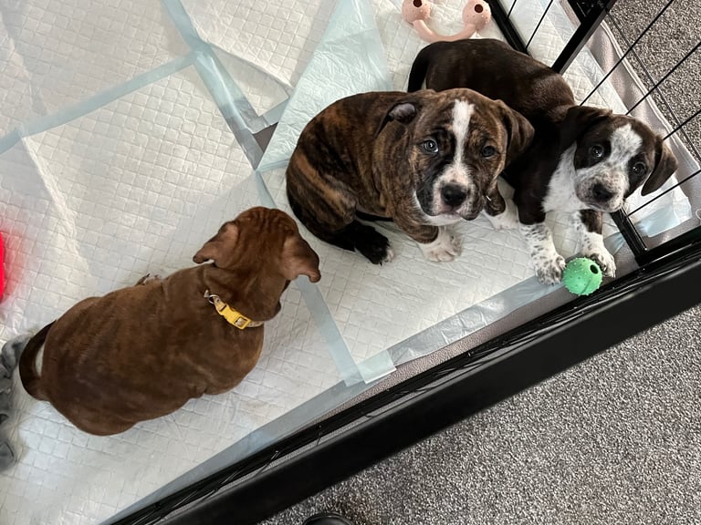 American Bulldog x  dachshund puppies 