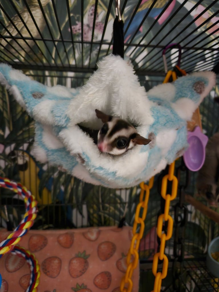 Sugar gliders