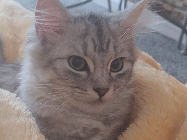 Rare chinchilla Persian Two Kittens And 18 Months Old Maine Coon Female Cat