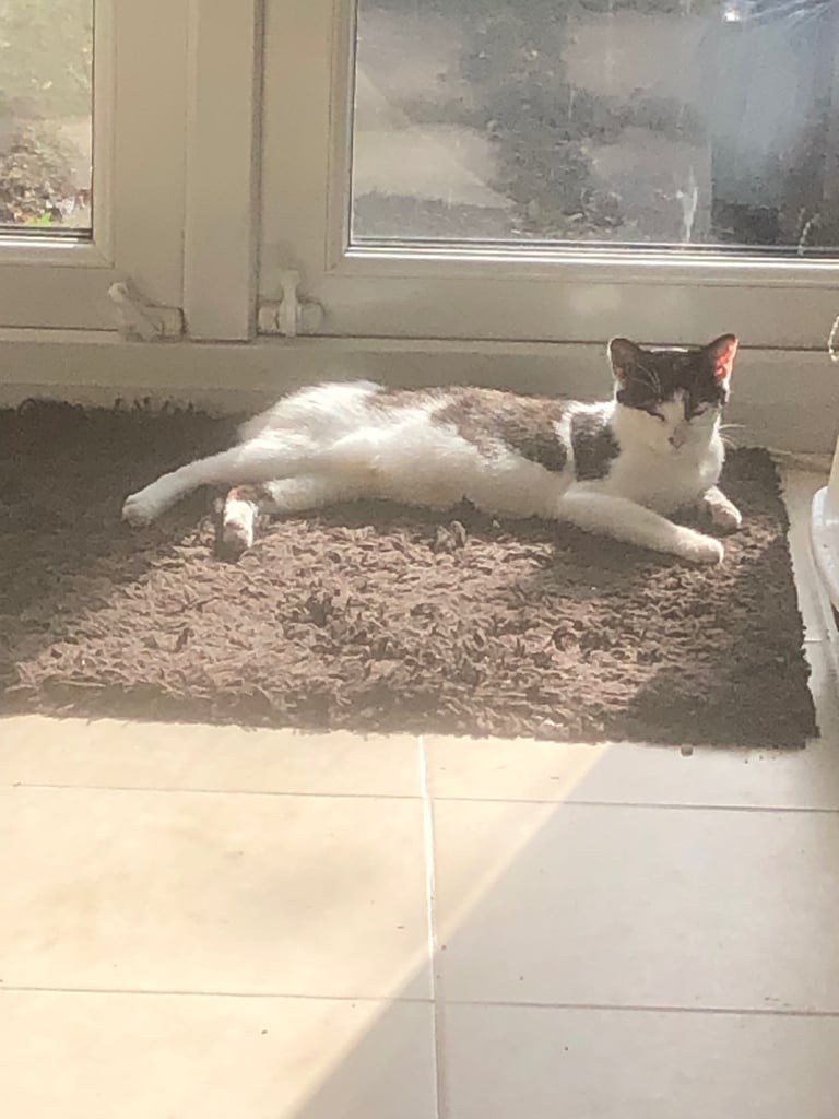 image for Female cat  looking for a loving home