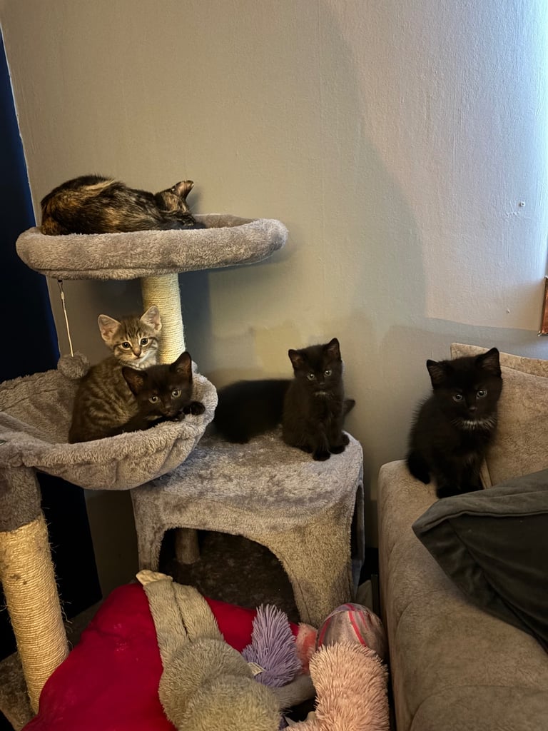 Kittens. Ready in 1 week