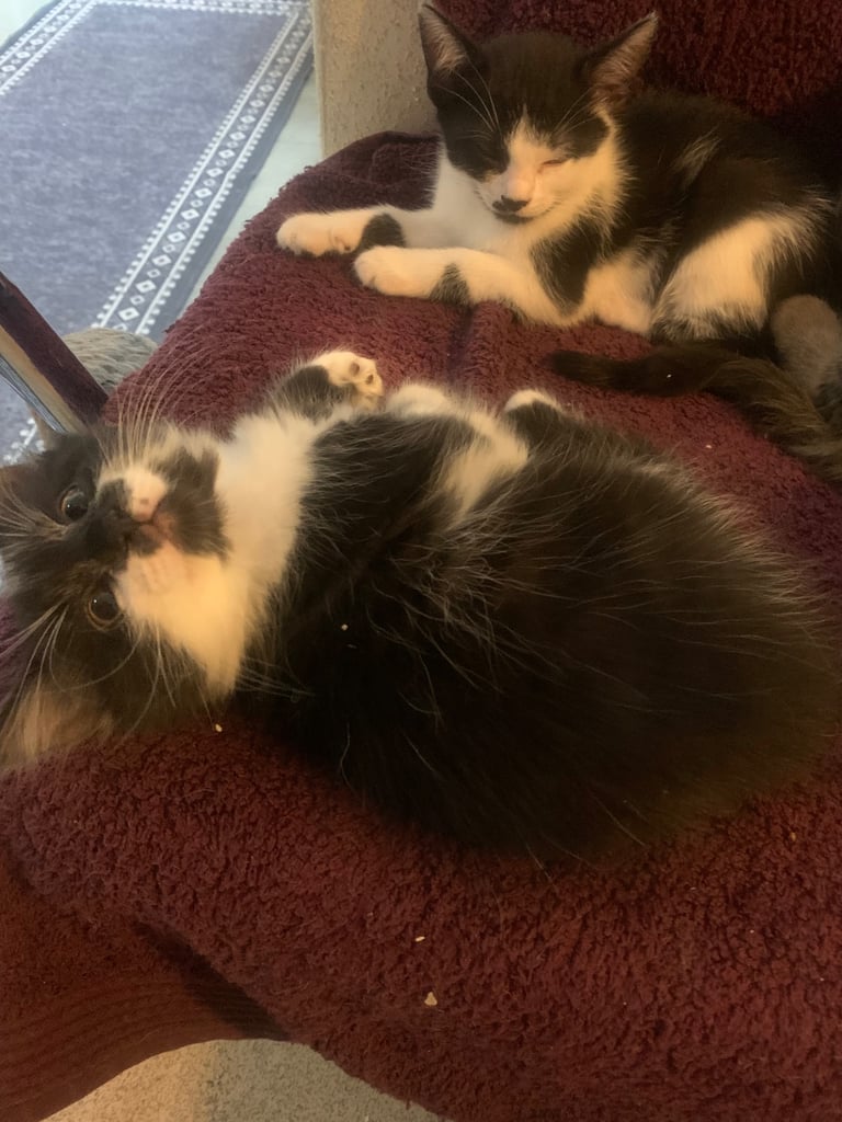image for Persian mixed breed kittens 