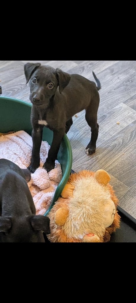 Whippet cross. 2 bitchs left