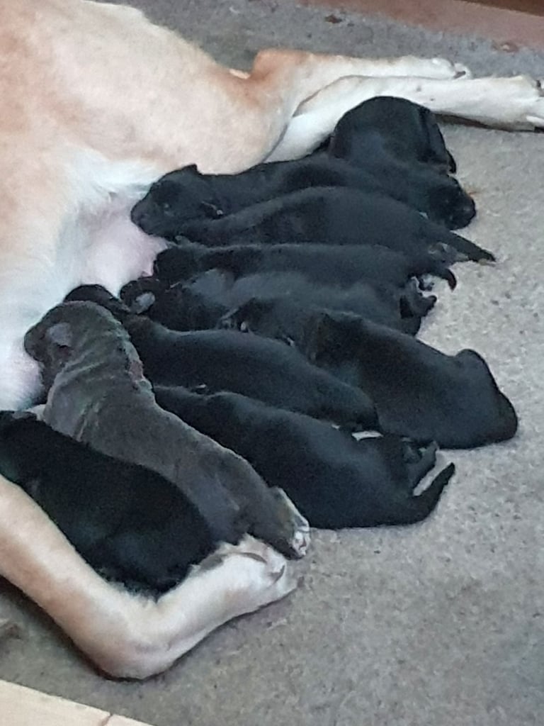 German Shepherd x Labrador puppies
