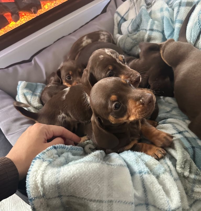 Miniature dachshund puppies *READY TO LEAVE*