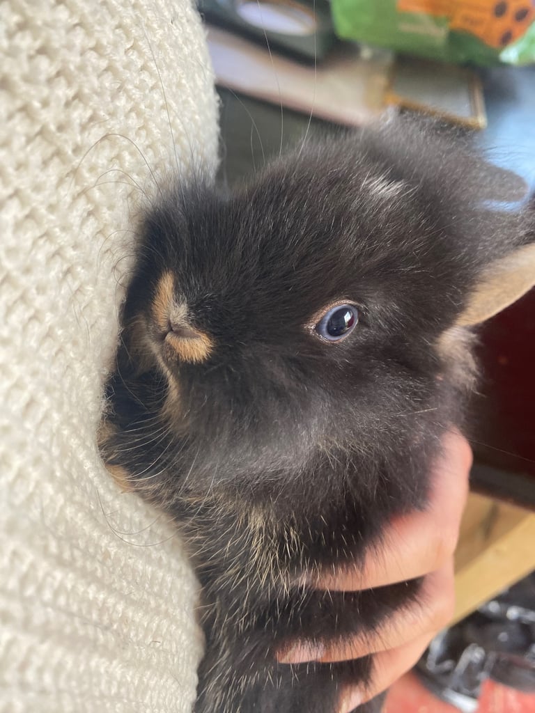 The lion head cross lop